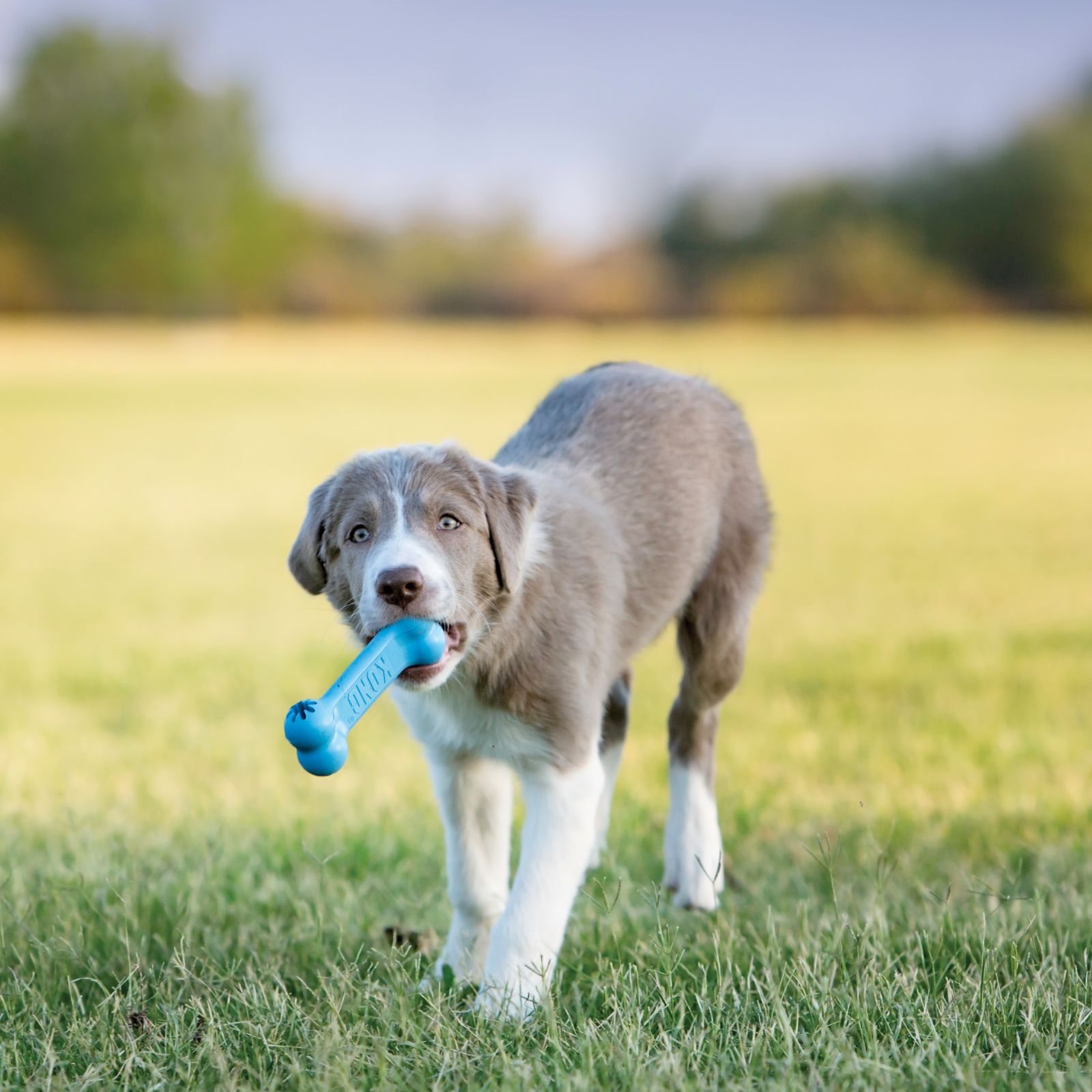 KONG GOODIE BONE PUPPY