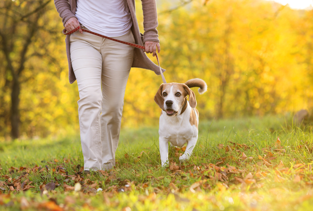 Study highlights communication need in canine epilepsy treatment