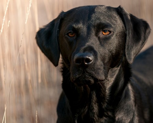 Bristol research study to probe separation anxiety in dogs