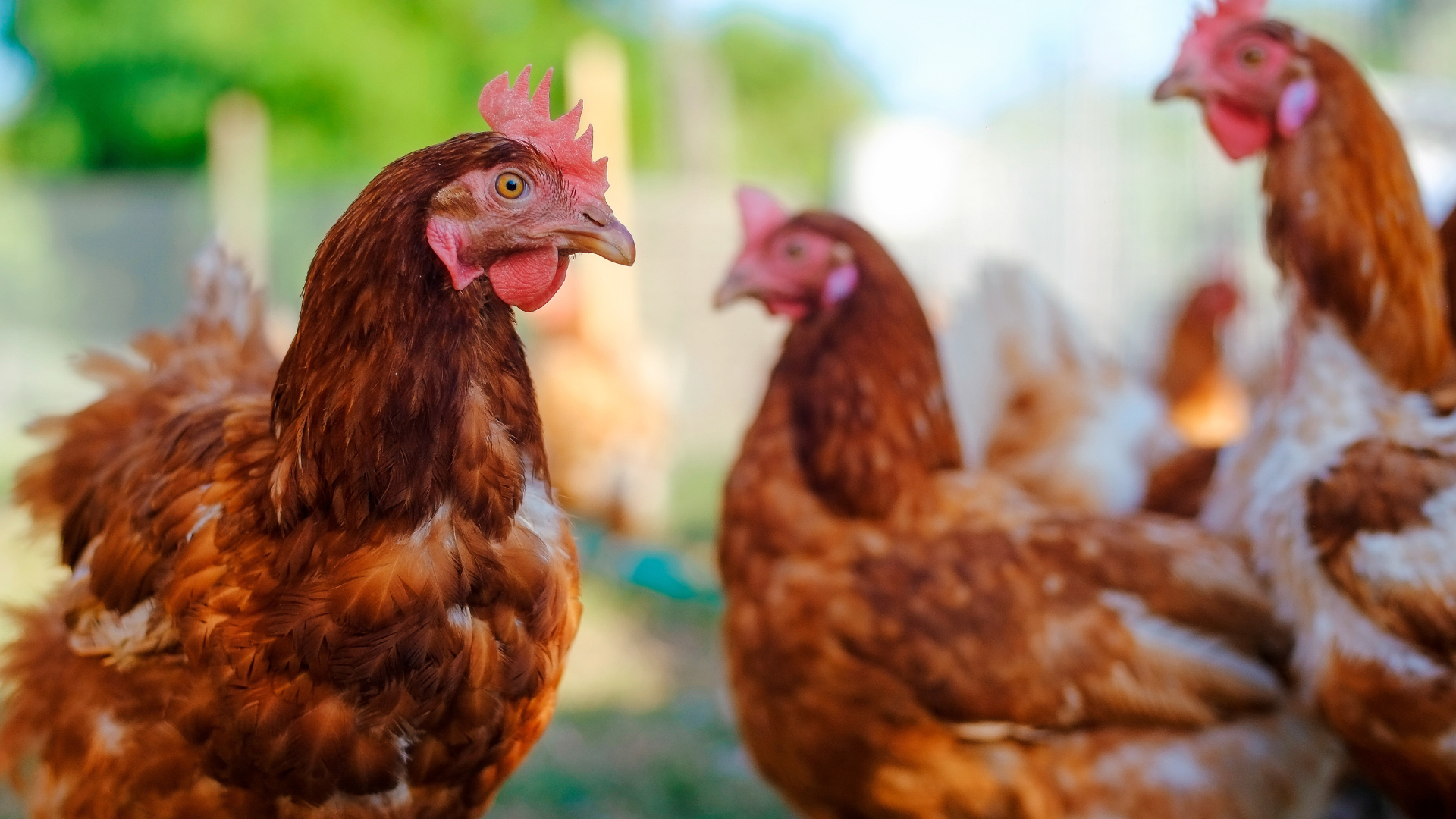 A Guide to Avian Influenza