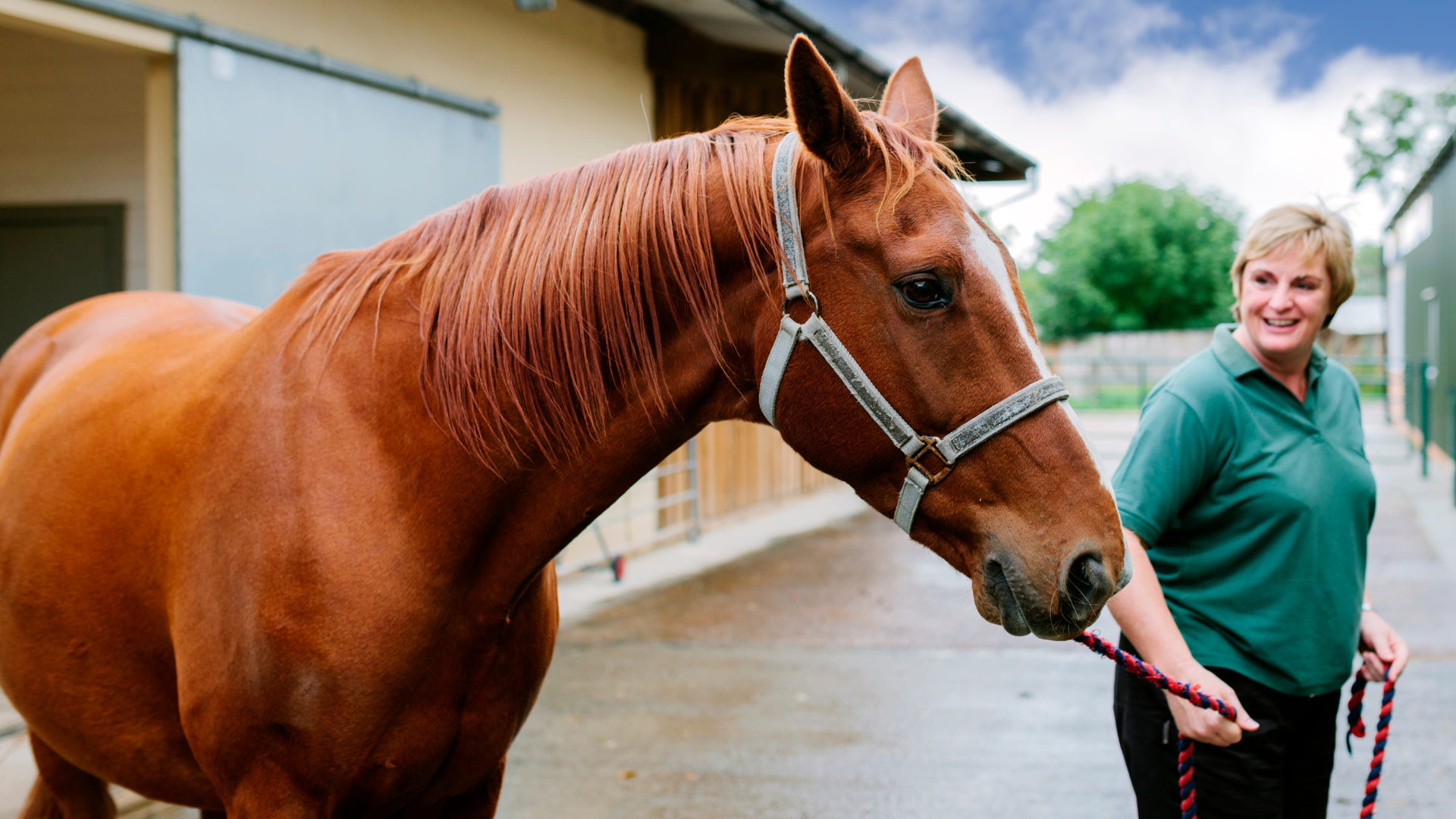 Tackling The Springtime Itch: Healthy Skin Products For Horses