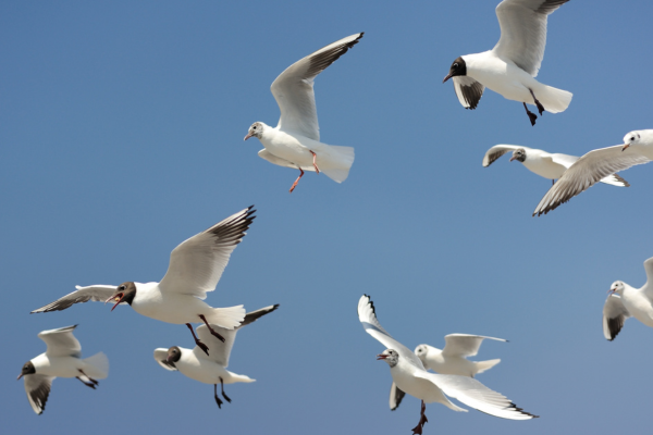 Warning to bird keepers follows new avian flu cases in England and Scotland