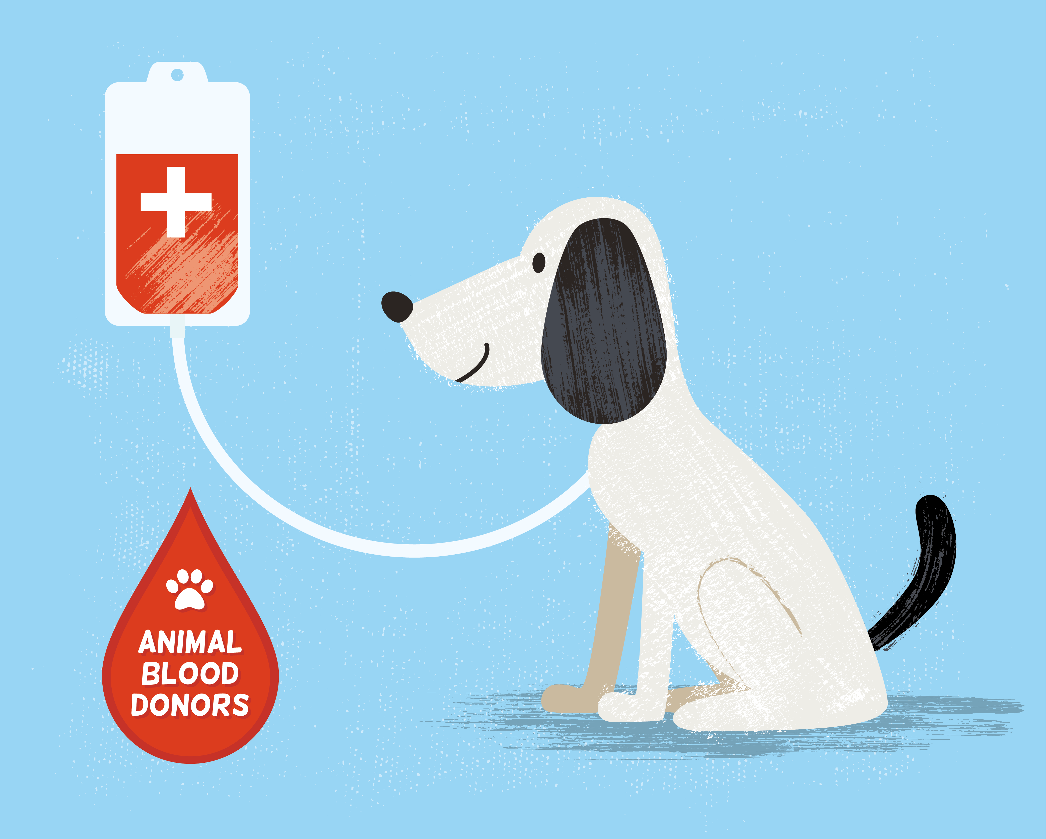 Lancashire practice to host pet blood donation day