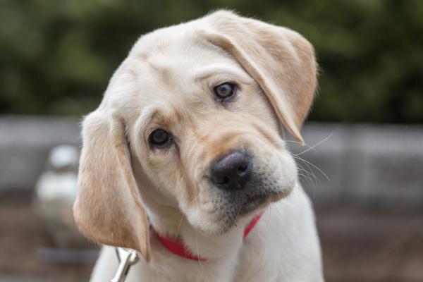 £1.5m grant funds research into canine brain tumour treatment