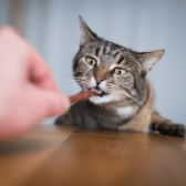 Cat Dental Treats