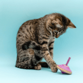 Cat Toys