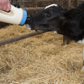 Feeding Equipment (Calving)