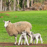 Milk, Colostrum & Nutrition (Lambing)