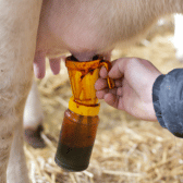 Milk Fever & Mastitis Support