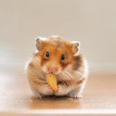 Small Animal Treats