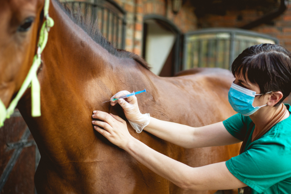 Free BEVA membership for student equine RVNs