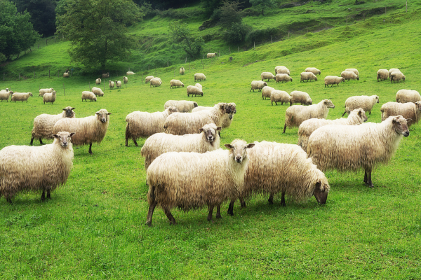 Elanco hosting webinar on flock health