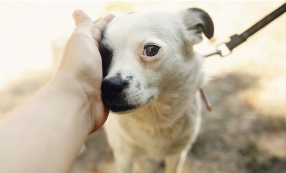 The natural approach to easing pet anxiety: Practical tips and natural remedies