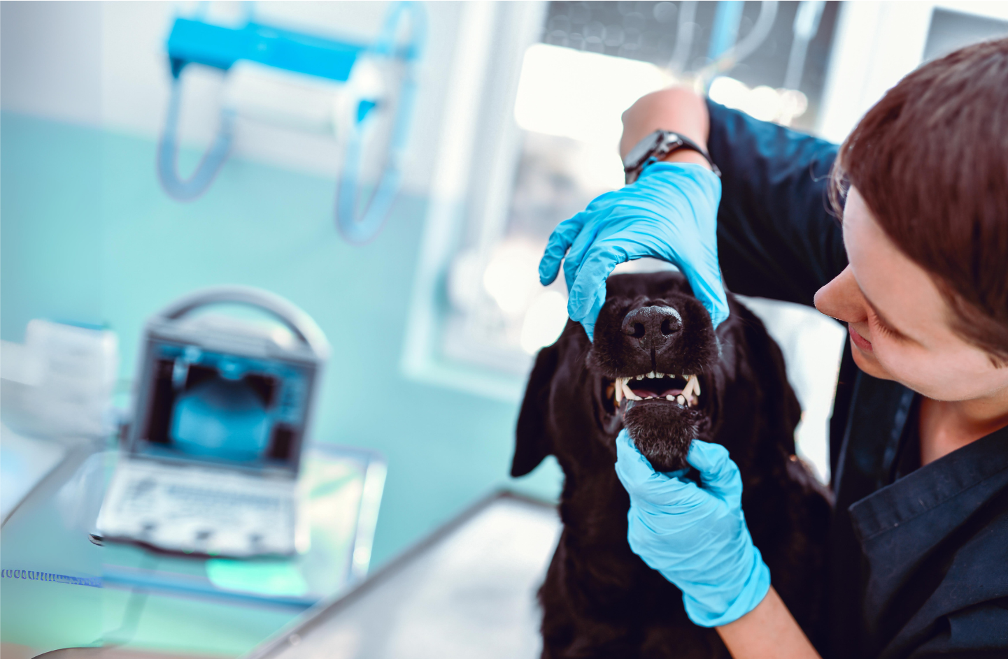 Pet Dental Health Month - National Veterinary Services