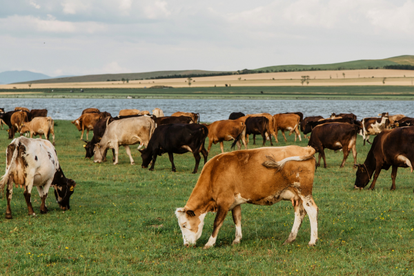 New course offers ‘pivotal’ climate knowledge to vets, developers claim