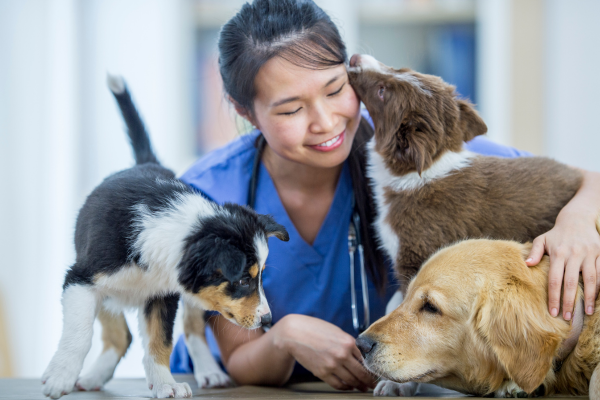 Survey seeks veterinary experiences to help keep clinicians in practice