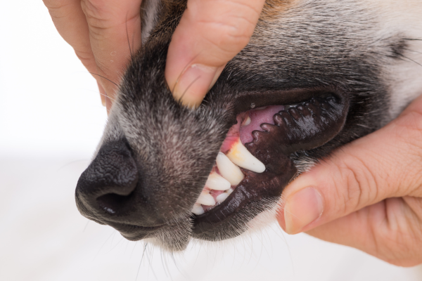 More evidence in support of molecular screening for canine periodontal disease