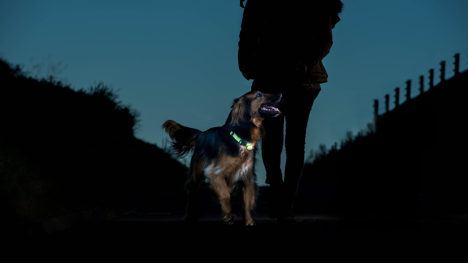 ­Pet safety and visibility during the darker months