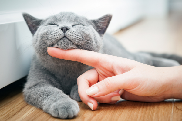 International Cat Care launches behaviour course to boost feline well-being