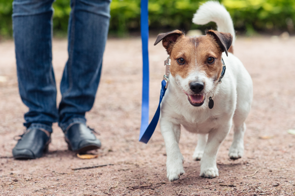 Temporary pet shelters can save owners’ lives, conference told