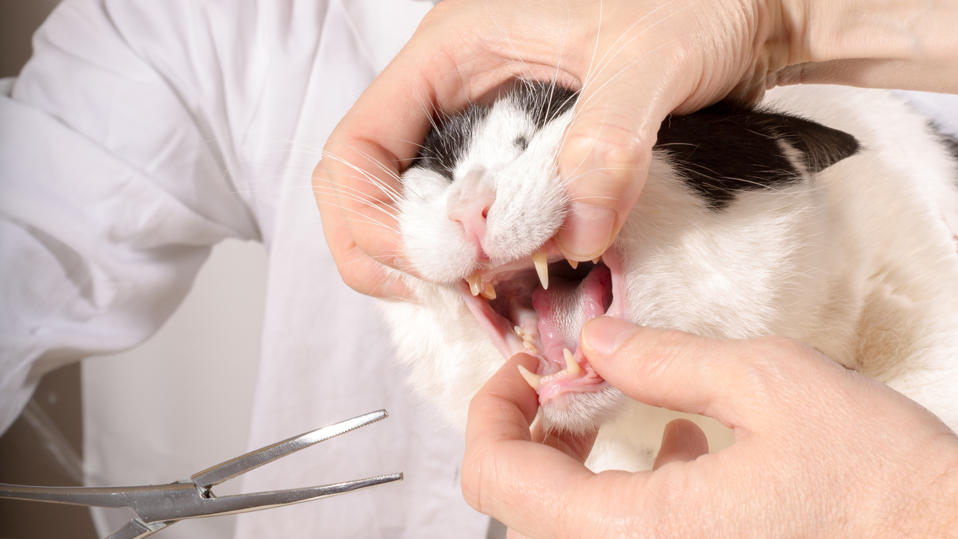 Dental pain in cats: a 6-month prospective study