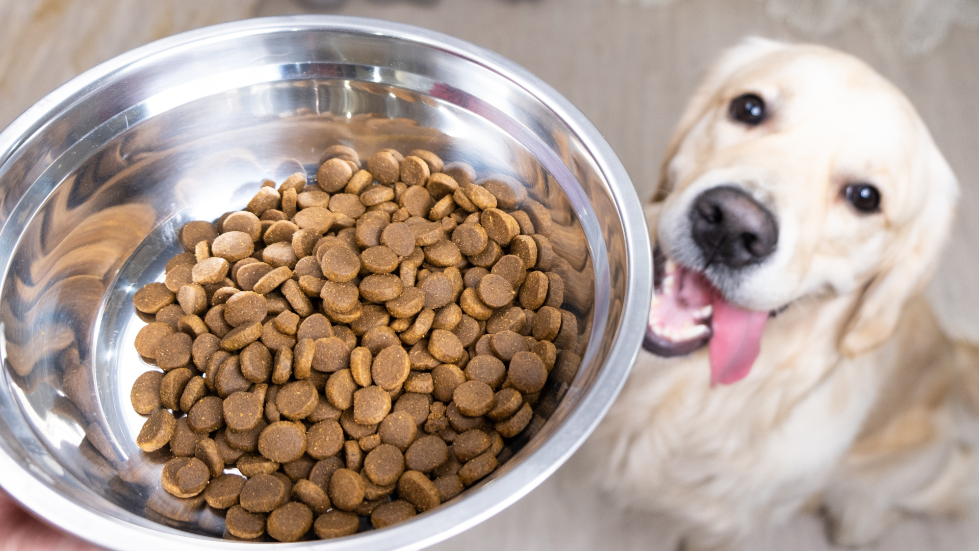 ­The bigger issue: obesity and excess weight gain in dogs