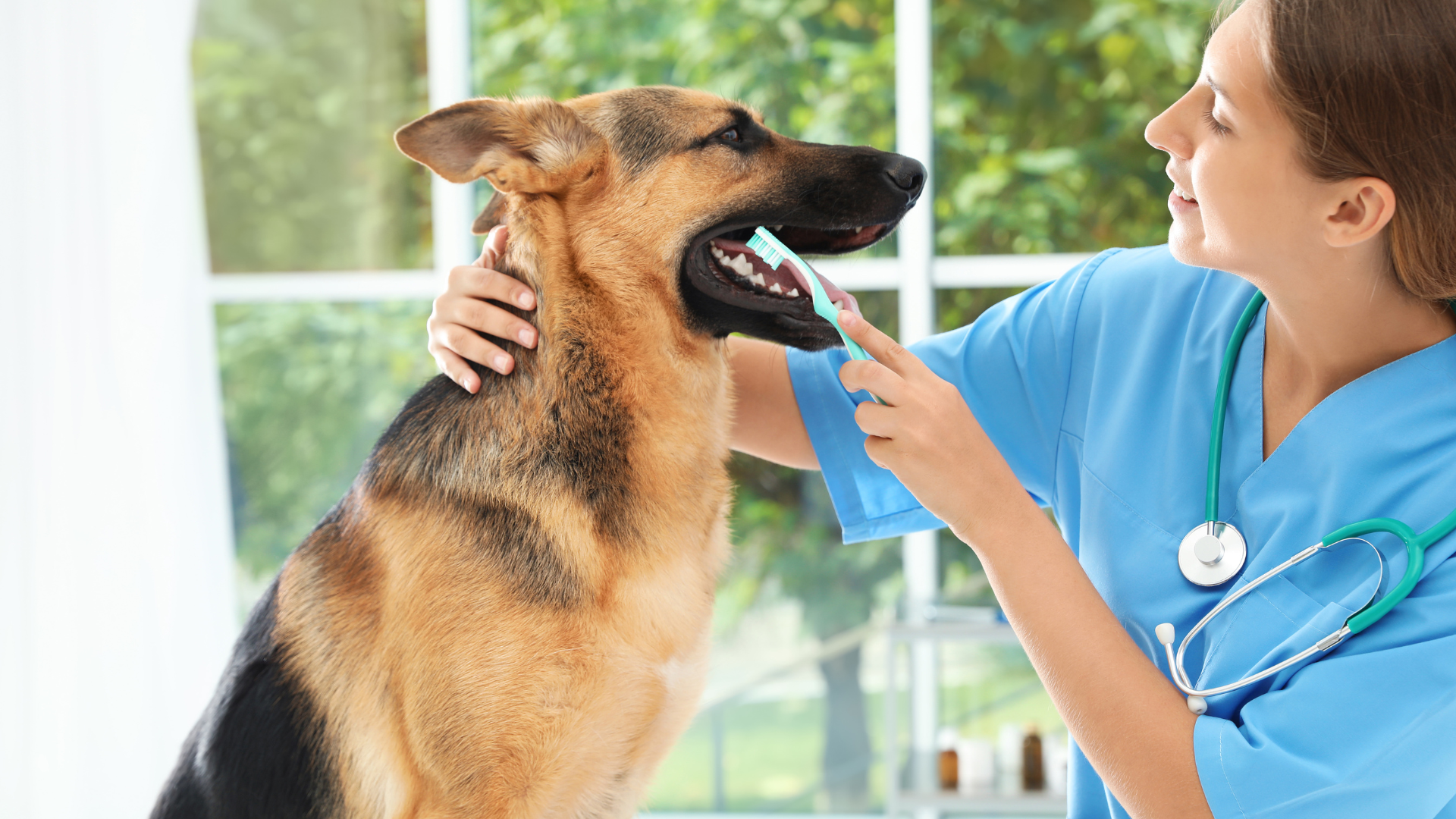 The role of dental chews in oral health