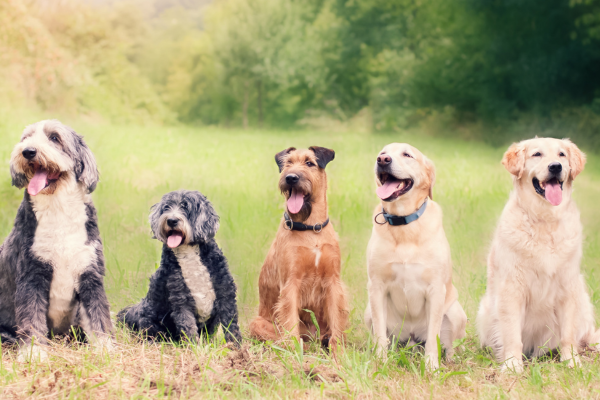 UK dog population ‘may be millions higher than thought’