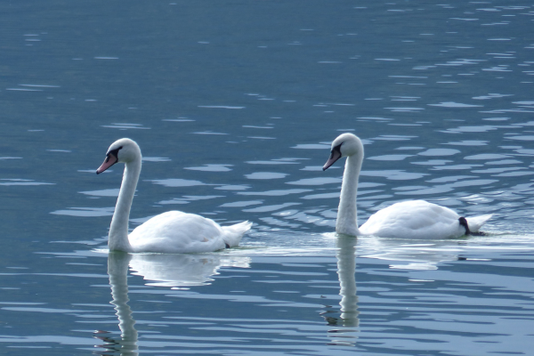 Avian flu housing rules to be extended