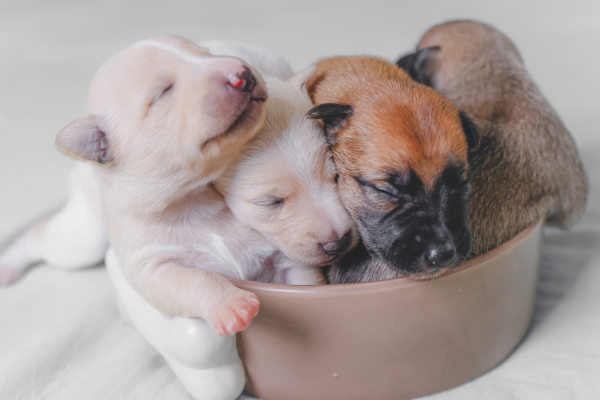 RVC study reveals pandemic puppy ‘burden’