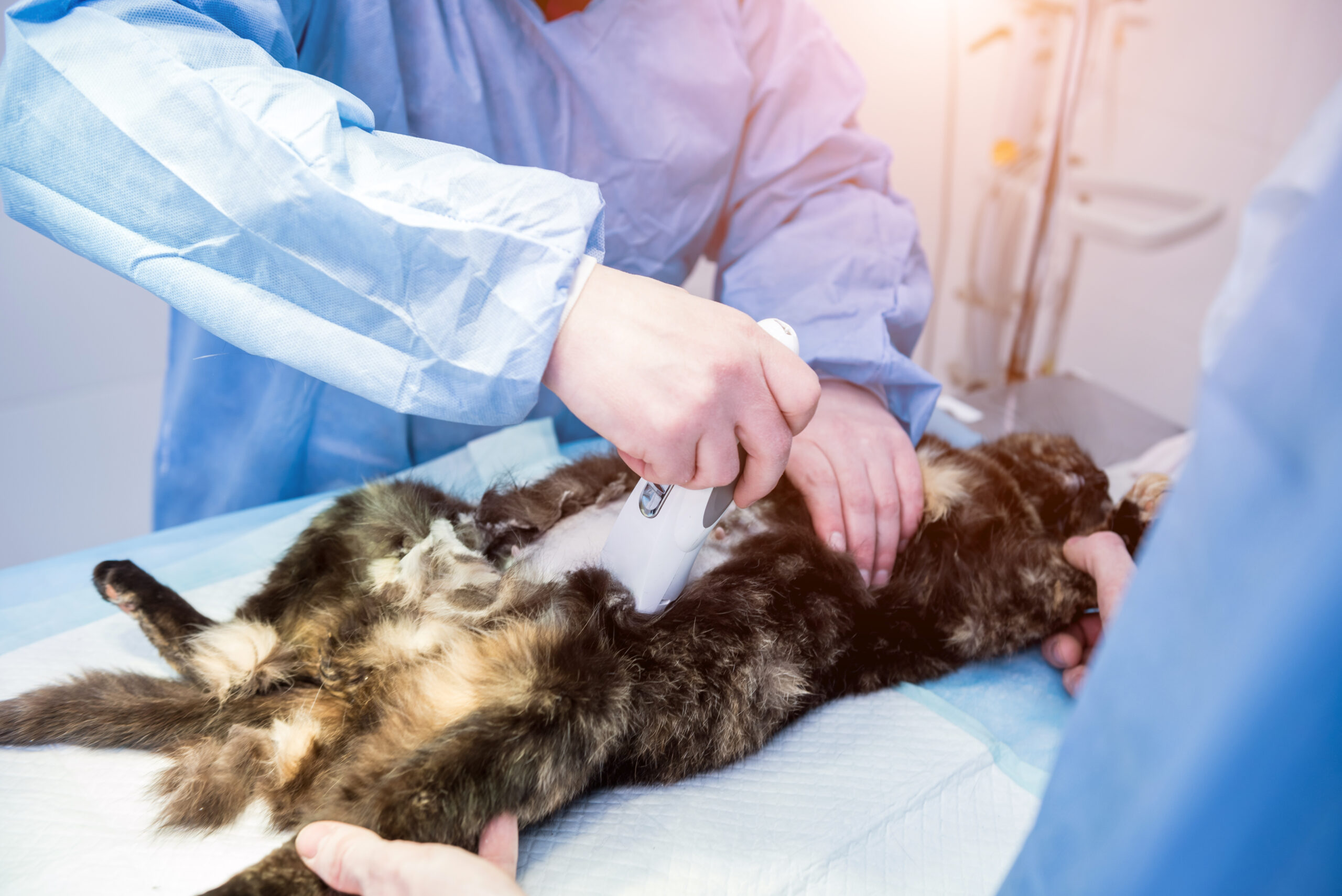 The critical role of veterinary grade 4% chlorhexidine scrub in surgical hygiene