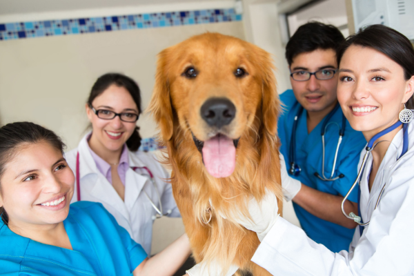 Cambridge vet school admissions ‘to go ahead in 2026’