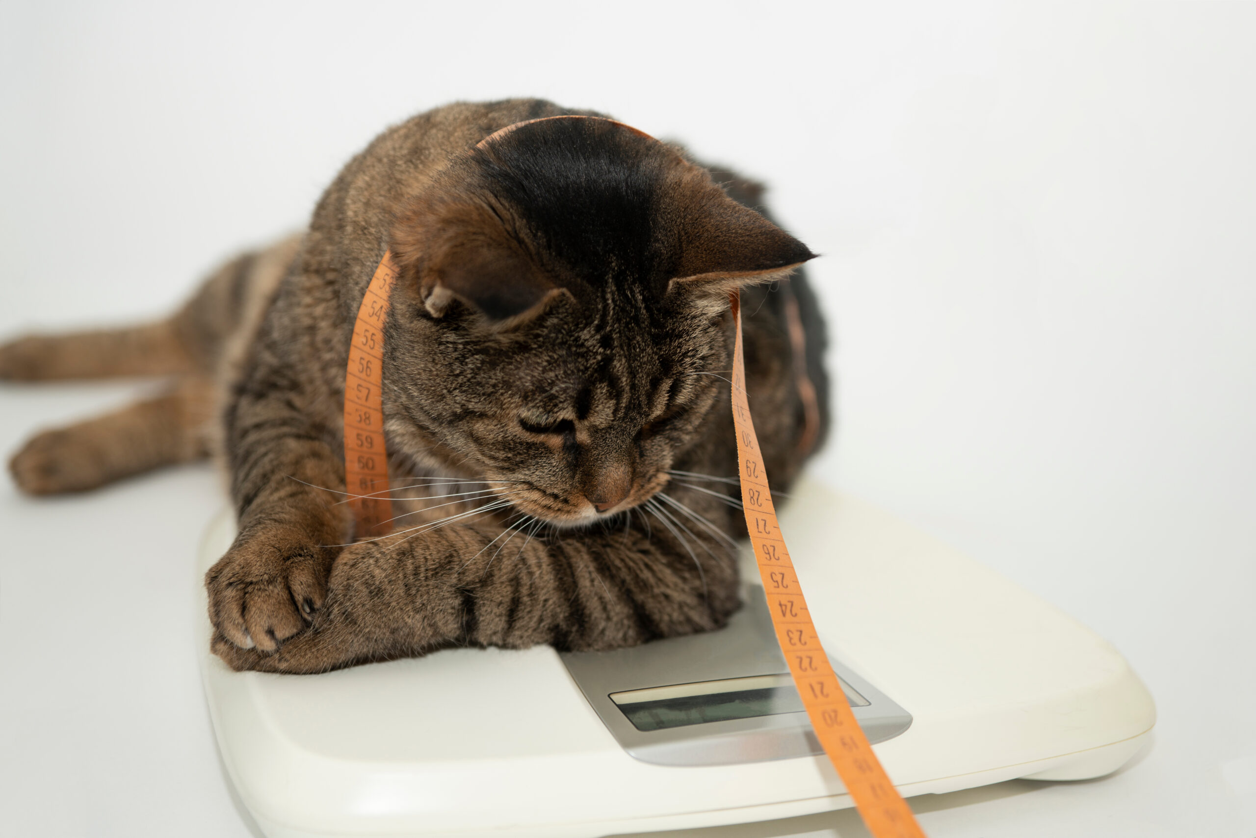 Compromise plea over pet weight cases