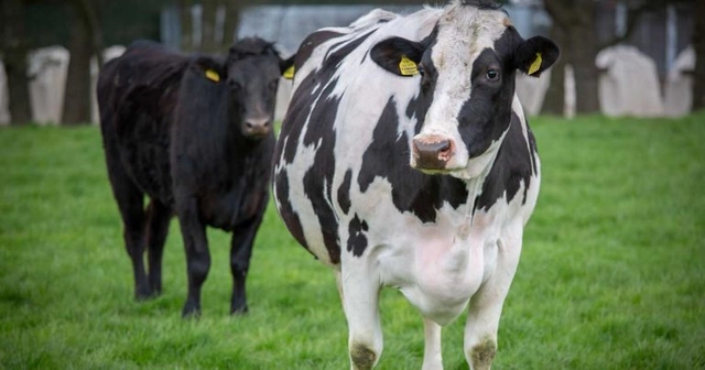 Bluetongue test sample rules tightened
