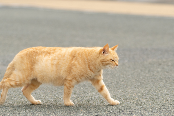 Calls for cat road accident reporting law change following UK-first study