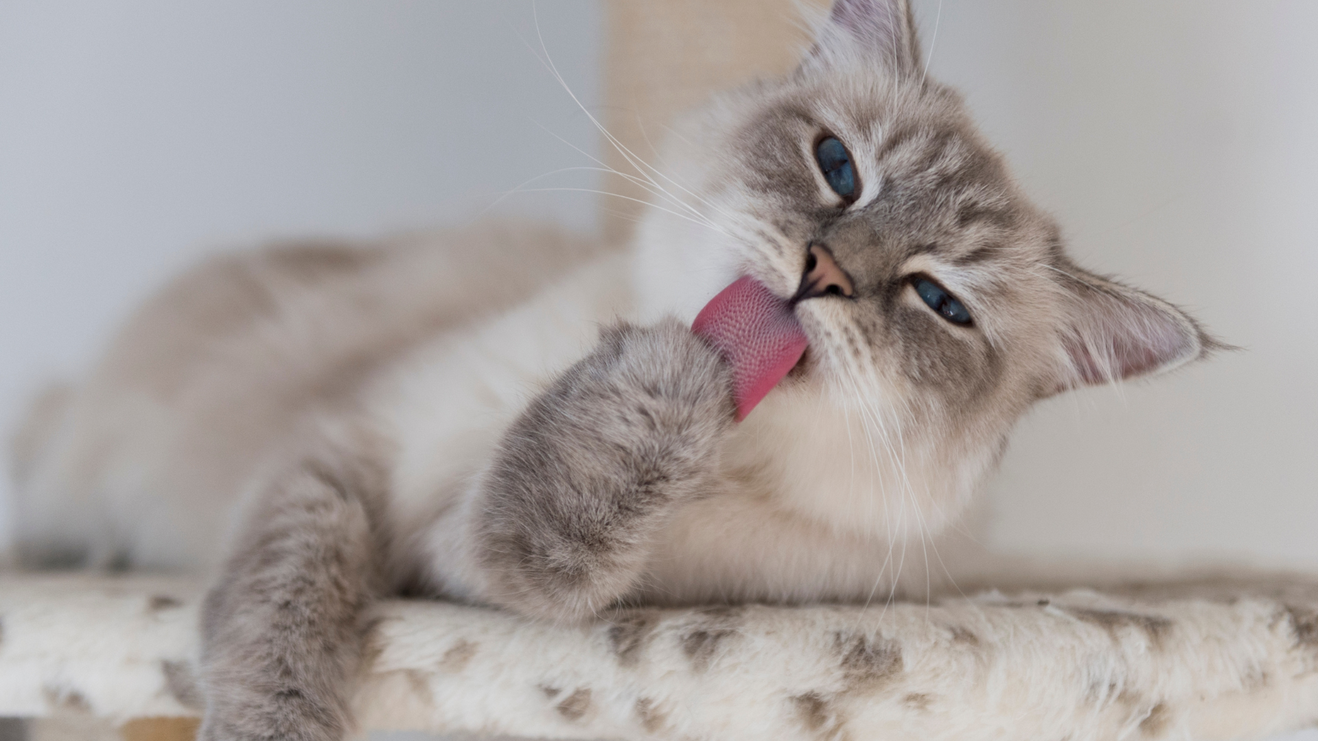 Supporting healthy gut motility in companion animals: Why it matters more than ever
