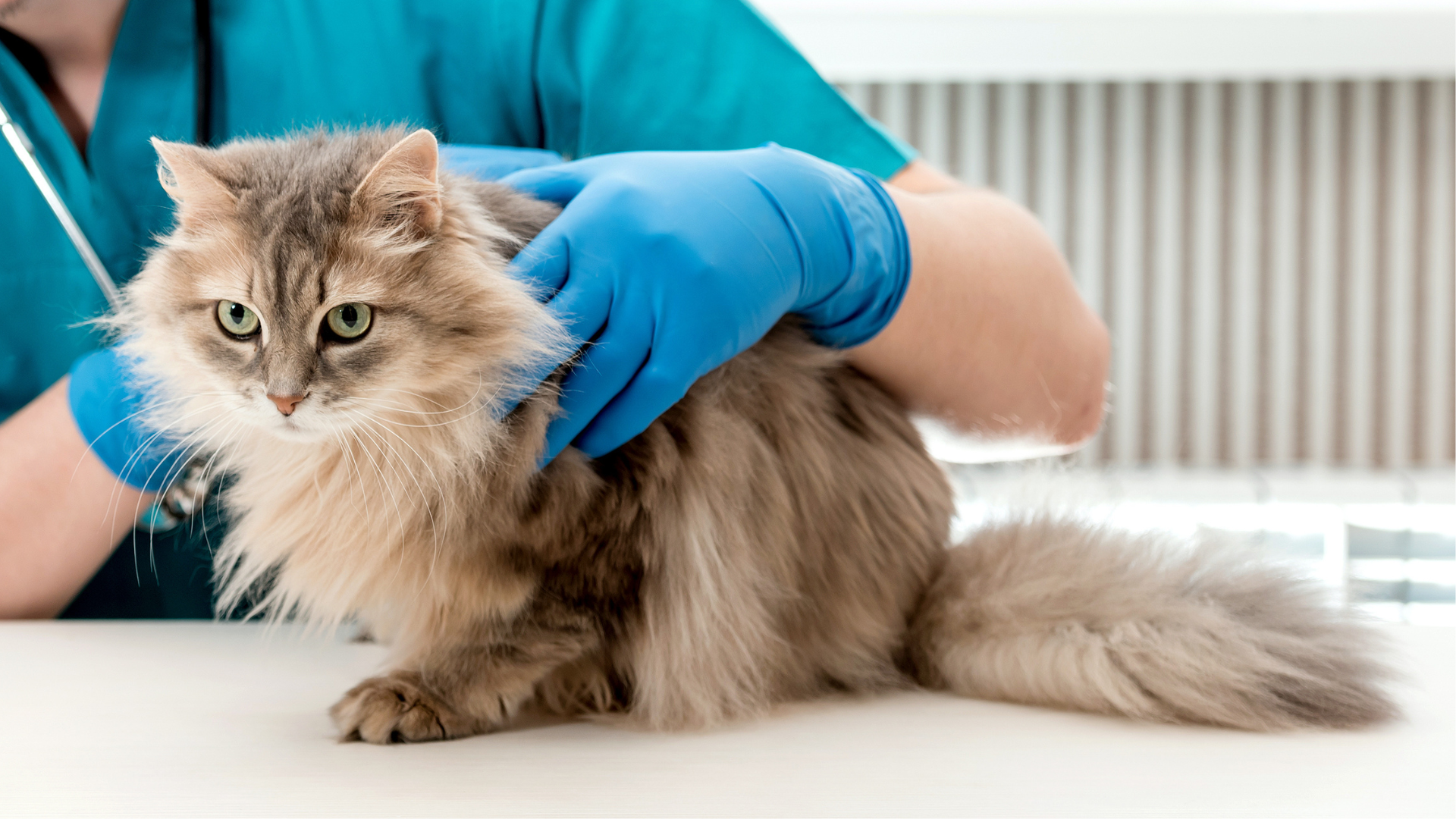 Understanding the gut microbiome, immunity and digestion in dogs and cats
