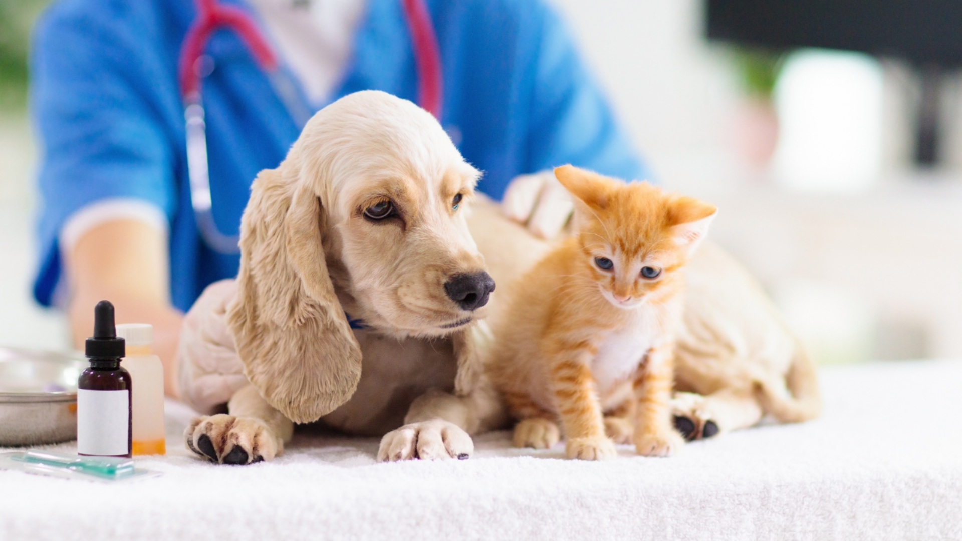 Digestive health in puppies and kittens