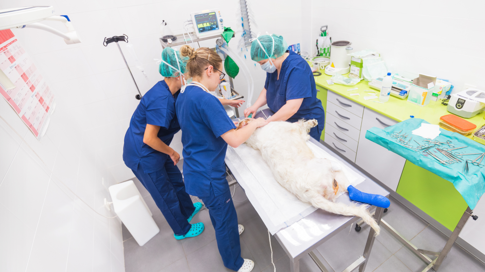 Tackling anaesthetic gas emissions in veterinary healthcare, one breath at a time