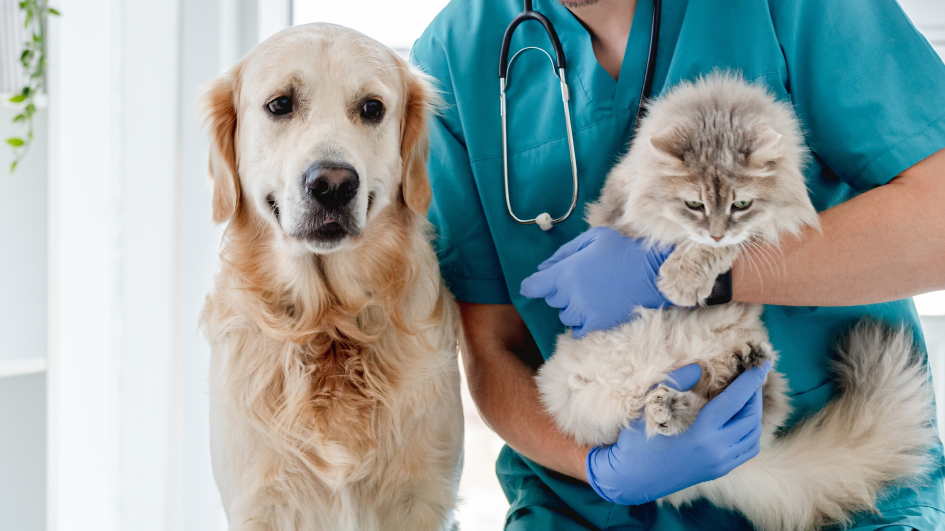 Supporting digestive health in dogs and cats