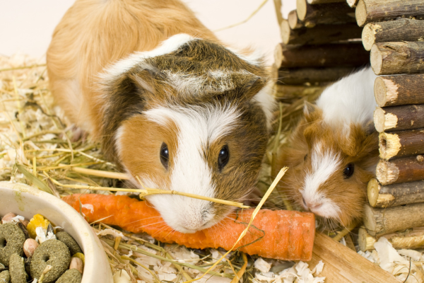 Guinea Pig Welfare Forum to make September return