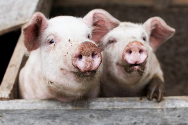 RVC research highlights pandemic risks of evolving swine flu