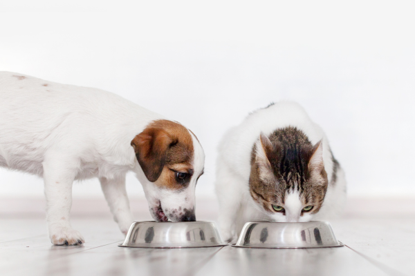 BVA unveils new pet diet resources