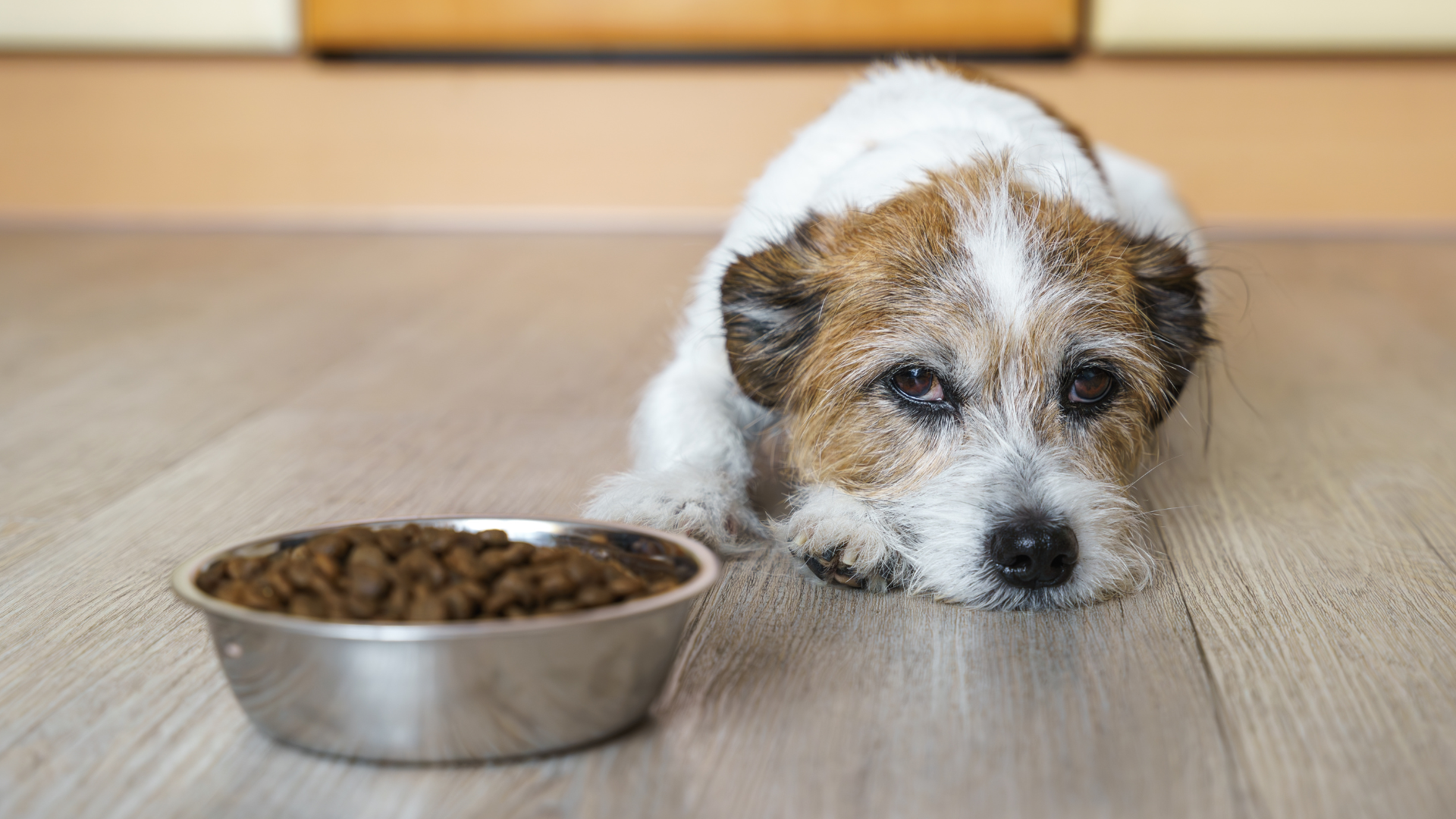 The importance of the microbiome in maintaining good systemic health in companion animals
