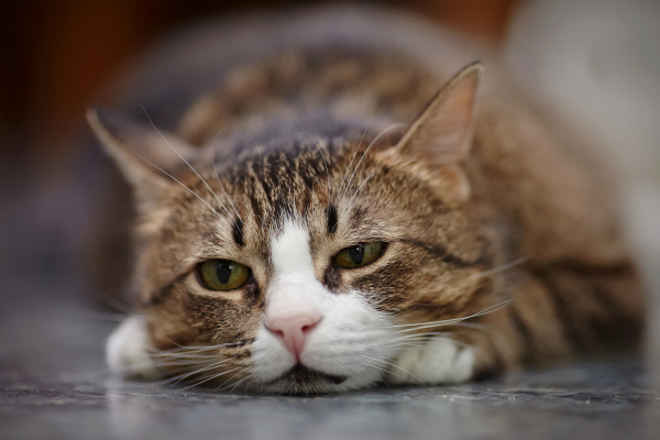 Poison warning issued over fake flea treatment