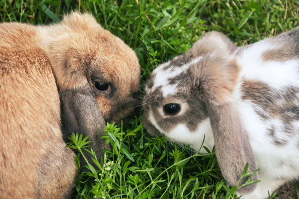 BSAVA unveils new rabbit antibiotic guide