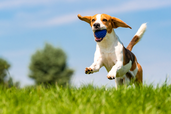New antimicrobial use guidelines for dog skin infections