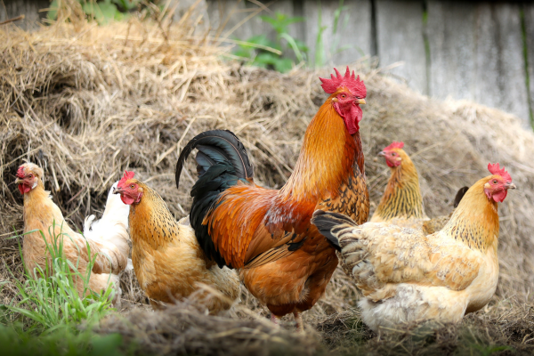New restrictions introduced as Defra issues heightened avian flu risk warning
