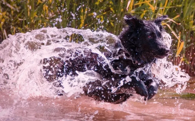 BVA launches pet environmental impact resource