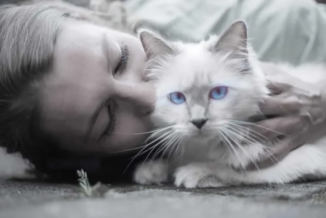 New study praised for ‘one of biggest developments’ in cat cancer research
